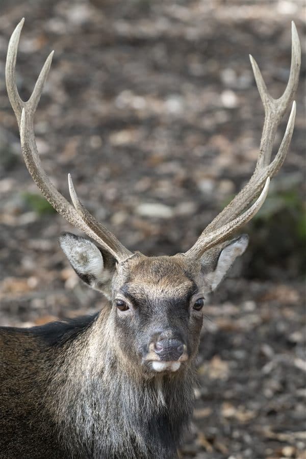 Cerf sika du Vietnam