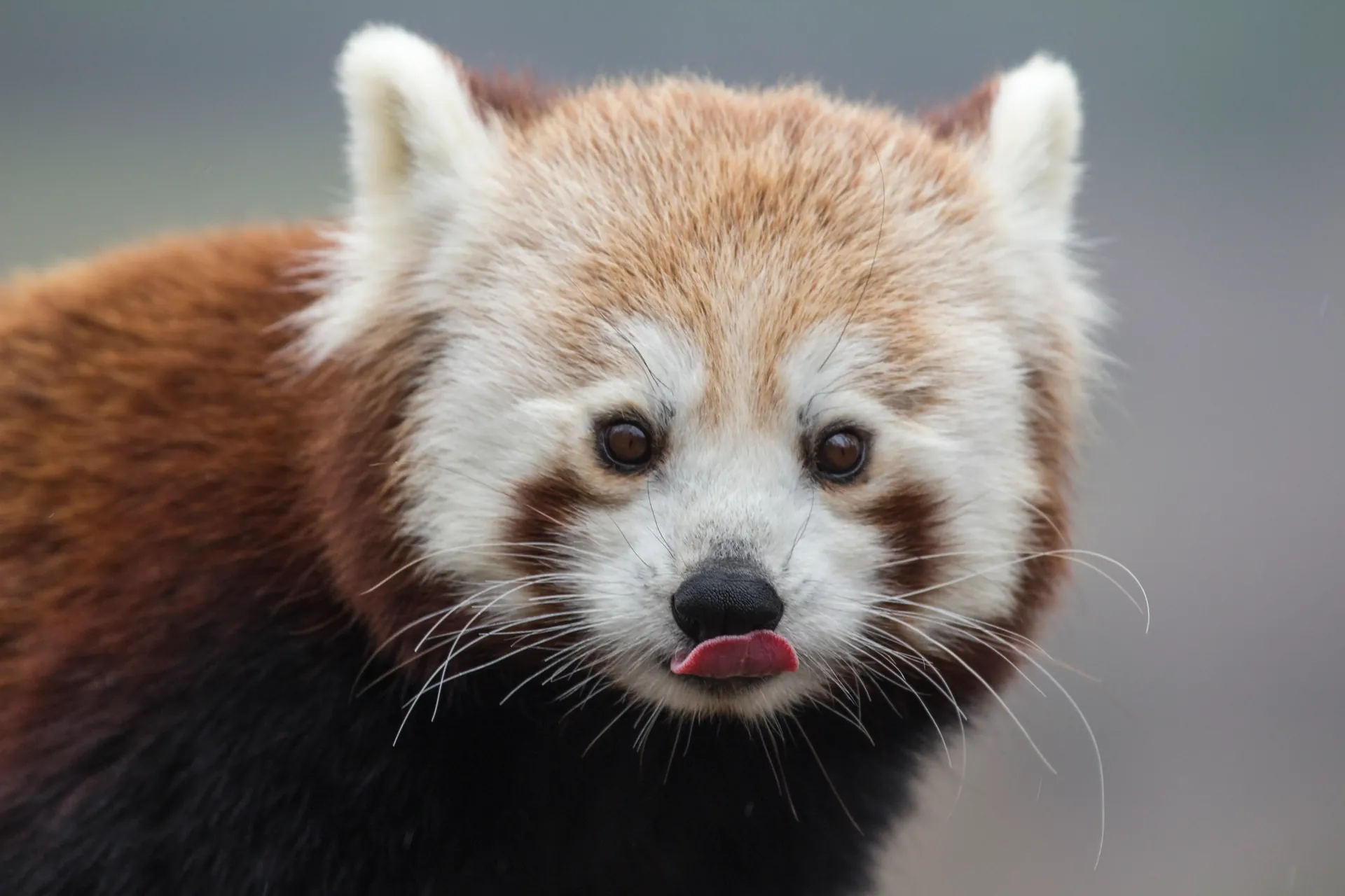Panda roux