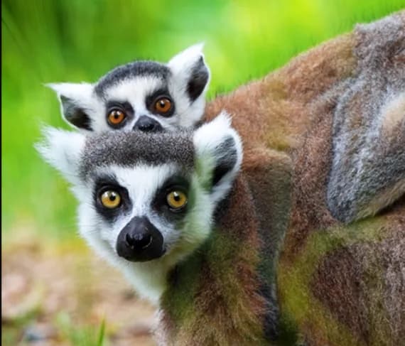 Parrainez un animal